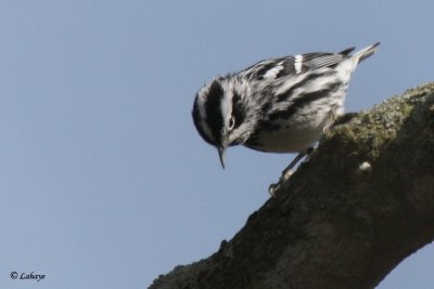 Paruline noir et blanc - Black-and-white Warbler