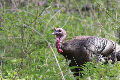 Dindon sauvage - Wild Turkey