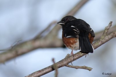 Tohi à flancs roux - Eastern Towhee