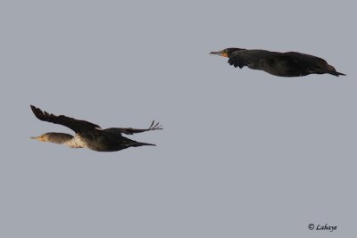 Cormorans  aigrettes - Double-crested Cormorants