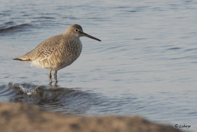 Chevalier semipalm (Ouest) - Willet (West)