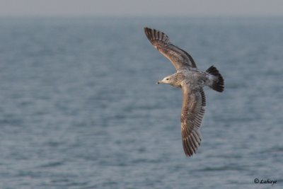 Goland  bec cercl - Ring-billed Gull - juv.