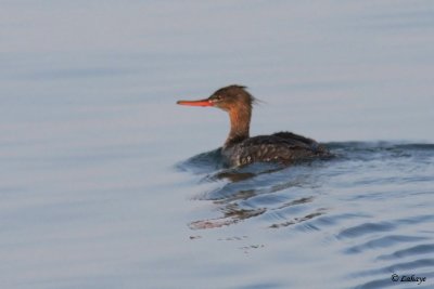 Harle huppé - Red-breasted Merganser
