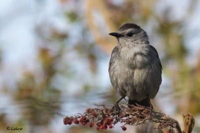 Moqueur chat - Grey Catbird