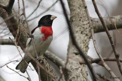 Cardinal  poitrine rose - Rose-breasted Grosbeak