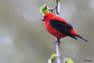 Piranga (Tangara) écarlate - Scarlet Tanager