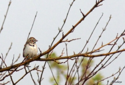 Bruant  joues marrons - Lark Sparrow