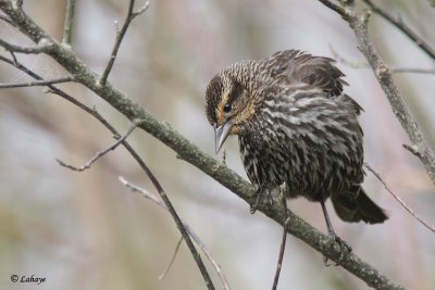 Carouge  paulettes - Red-winged Blackbird - fem.