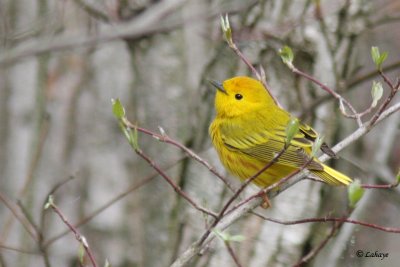 Paruline jaune - Yellow Warbler