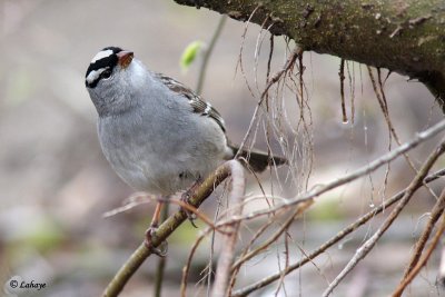 Bruant  couronne blanche - White-crowned Sparrow