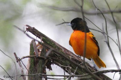 Oriole de Baltimore - Baltimore Oriole