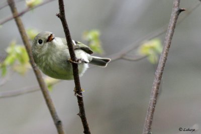 Roitelet  couronne rubis - Ruby-crowned Kinglet