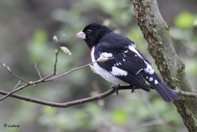 Cardinal  poitrine rose - Rose-breasted Grosbeak