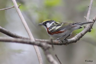 Paruline à flancs marrons - Chestnut-sided Warbler