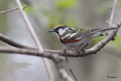 Paruline  flancs marrons - Chestnut-sided Warbler