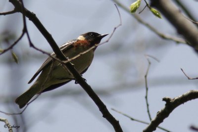 Paruline à poitrine baie - Bay-breasted Warbler