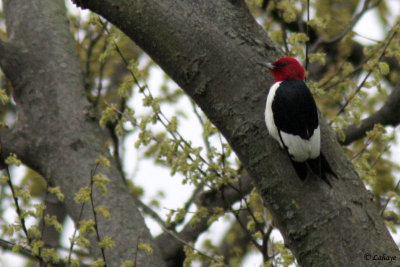 Pic  tte rouge - Red-headed Woodpecker