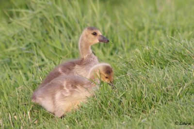 Bbs Bernache du Canada - Barnacle Goose babies