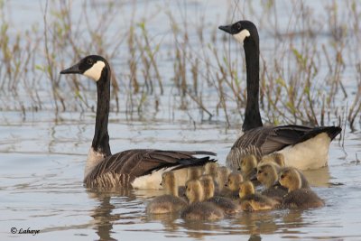 Famille de Bernaches du Canada - Barnache Goose family