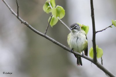 Viro  tte bleue - Blue-headed Vireo