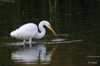 Grande aigrette - Great Egret