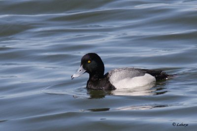 Fuligule milouinan - Greater Scaup