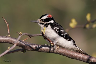 Pic chevelu  - Hairy Woodpecker - mle