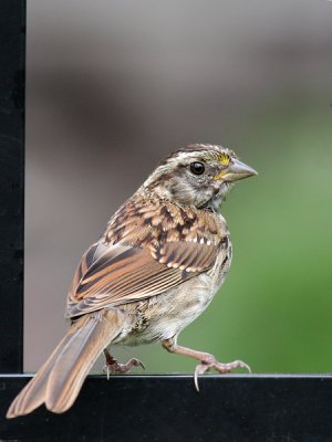 Bruant chanteur - Song Sparrow - Juv.