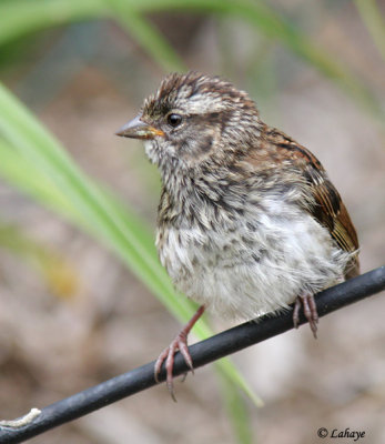 Bruant familier - Chipping Sparrow - Juv.