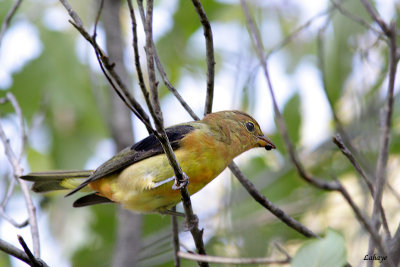 Piranga (tangara) carlate - Scarlet Tanager - male