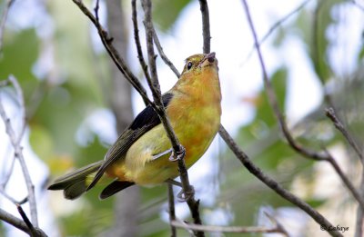 Piranga (tangara) carlate - Scarlet Tanager - male