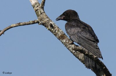 Corneille - American Crow