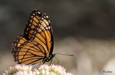 Vice-roi (Limenitis archippus)