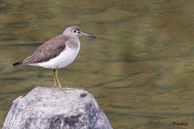 Chevalier solitaire - Solitary Sandpiper