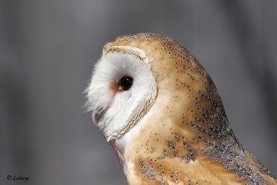 Effraie des clochers - Barn Owl
