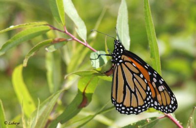Monarque - Danaus Plexippus