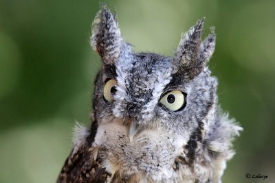 Petit-duc macul - Eastern Screech-Owl