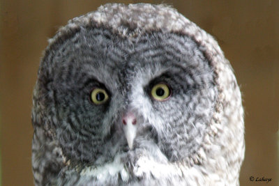 Chouette lapone - Great Grey Owl