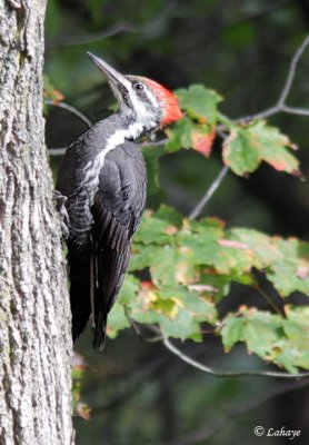 Grand pic - Pileated Woodpecker - fem.
