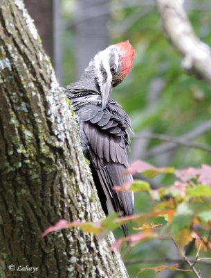 Grand pic - Pileated Woodpecker- fem.