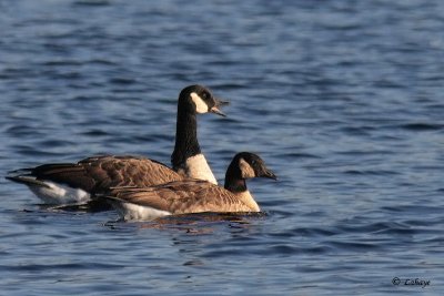 Bernache du Canada et de Hutchins - Canada and Huchins' Gooses