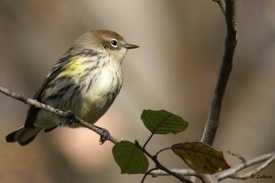 Paruline  croupion jaune - Yellow-rumped Warbler