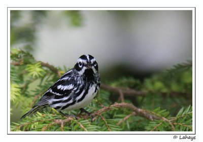 Paruline noir et blanc / Black-and-white Warbler