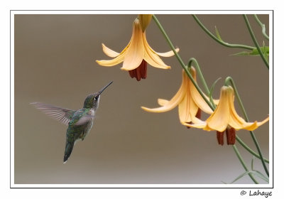 Colibri  gorge rubis / Ruby-throated Hummingbird