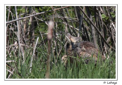 Butor d'Amrique / American Bittern