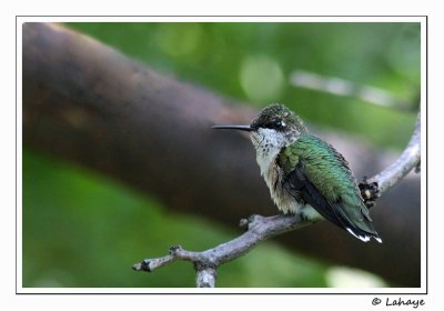 Colibri  gorge ruby / Fem / Ruby-throated Hummingbird