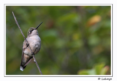 Colibri  gorge rubis / Juv / Ruby-throated Hummingbird
