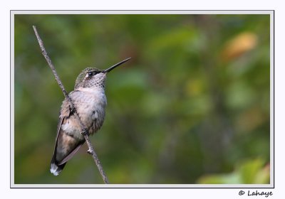 Colibri  gorge rubis / Juv / Ruby-throated Hummingbird