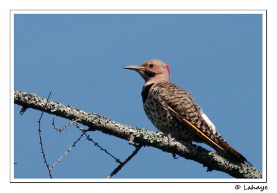 Pic flamboyant / Male / Northern Flicker