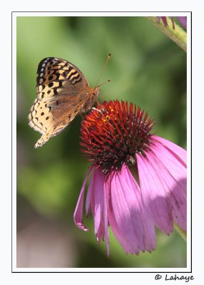 Argynne cyble (Speyeria cybele)